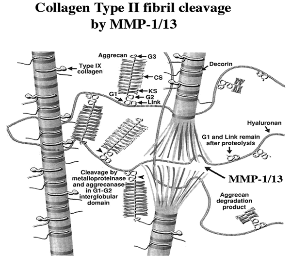 collagen-type-2-la-gi