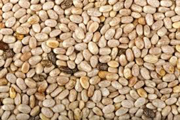 cong-dung-hat-chia-uc