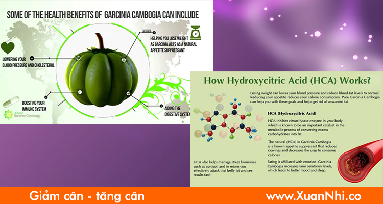 Garcinia-Cambogia-la-gi