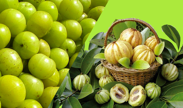 giam-can-Garcinia-Cambogia