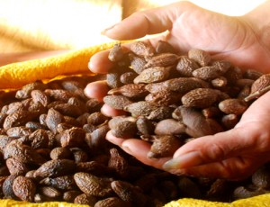 Hạt đười ươi có giá trị kinh tế