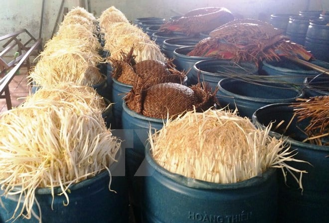 Theo lời khai chủ cơ sở, mỗi đợt làm giá phun hết 5 ống hóa chất pha với nước dùng để ủ giá và sau 48 giờ cho ra sản phẩm bán trên thị trường