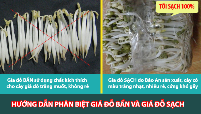 phân biệt giá đỗ sạch và giá đỗ bẩn