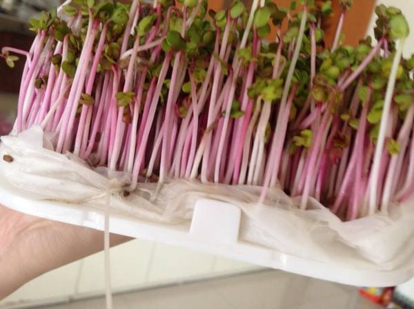 Hướng dẫn trồng rau mầm bằng máy làm giá đỗ GV 102.
