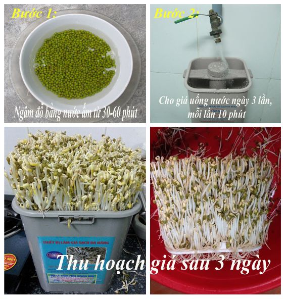 máy làm giá đỗ, thiết bị làm rau giá sạch đa năng GV 102