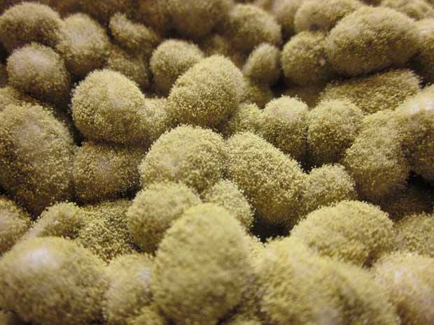 Nấm meo xanh (Aspergillus Oryzae), “linh hồn” của nước tương Tamari nguyên dương ủ trên 3 năm và tương Miso, không những cho hương vị độc đáo mà còn giúp: thận lọc máu, trợ tim, giảm chứng đau đầu..., theo trường phái thực dưỡng Ohsawa.