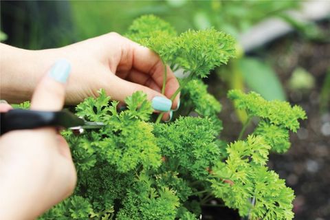 cách xóa quầng thâm mắt bằng rau mùi tây