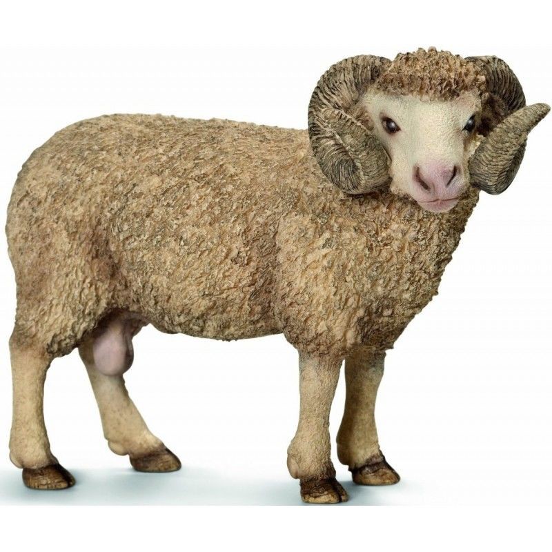  Cừu Đực 