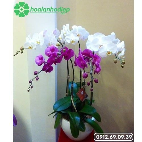 chau hoa lan ho diep dep