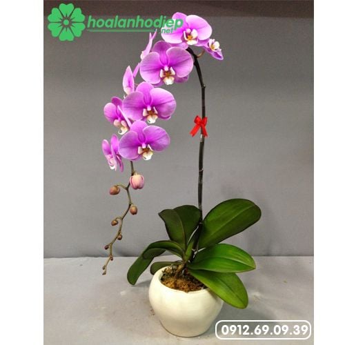 chau hoa lan ho diep 1 canh tim