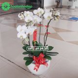  Hoa lan hồ điệp trắng 6 cành LHD-01 