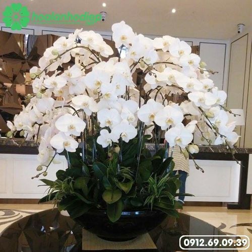 Hoa lan hồ điệp tặng sếp giá rẻ