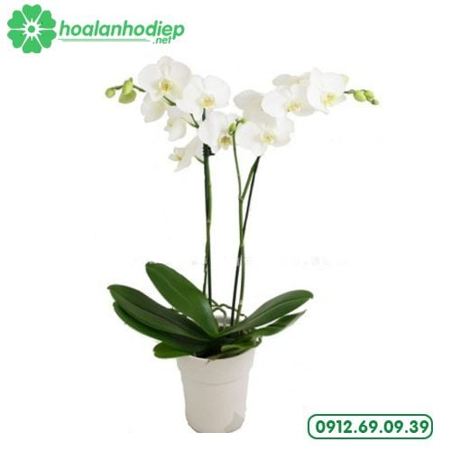 chau hoa lan ho diep trang 2 canh