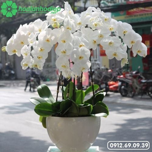 chau hoa lan ho diep trang dep