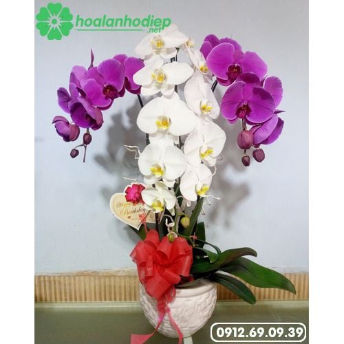 hoa lan hồ điệp tặng sinh nhật