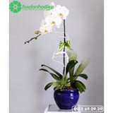 Hoa lan hồ điệp trắng 1 cành LHD-06 