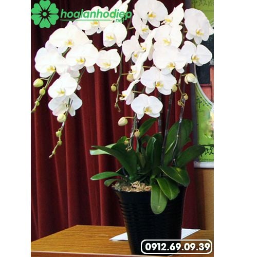 phong lan ho diep trang