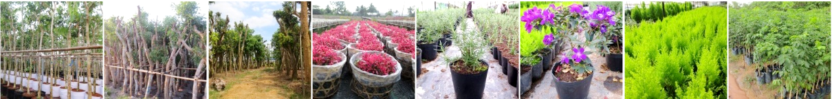 Cửa hàng cây hoa cảnh online ILG ( I Love Gardening )