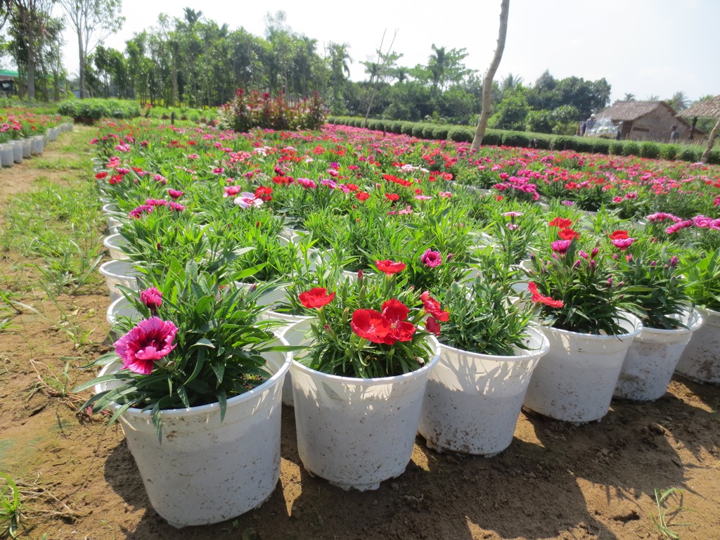 Cửa hàng cây hoa cảnh online ILG ( I Love Gardening )