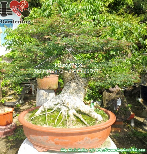 Cay can thang bonsai