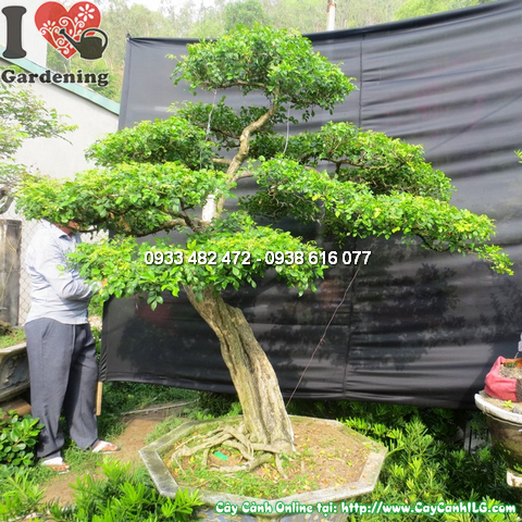Cay nguyet que bonsai