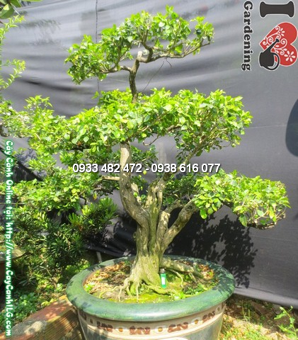 Cay-quy-bonsai-gia-100cm-7 (10)