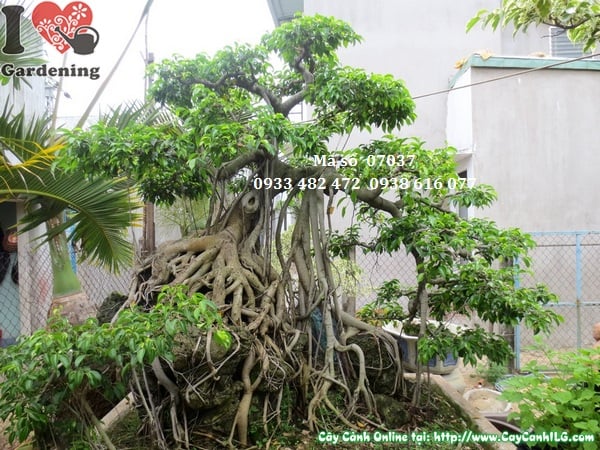 Cay sanh bonsai bam da co thu