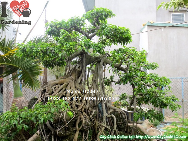 Cay sanh bonsai bam da co thu
