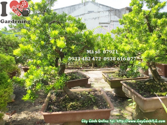 Cay van nien tung kim cuong bonsai dang nghieng (3)