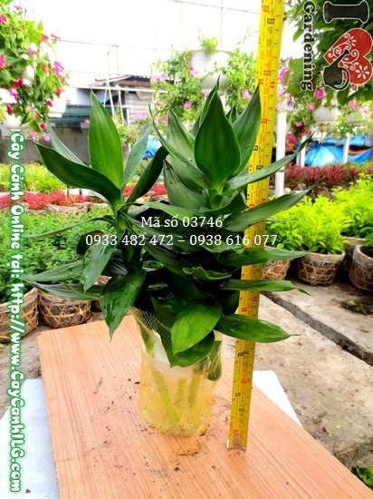 Cây Búp Sen (Cao 35cm – Ms: 03746) – Vườn ươm cây hoa cảnh ILG