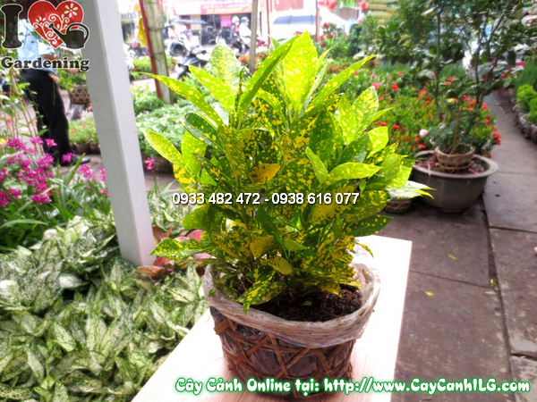 cay co tong 30cm