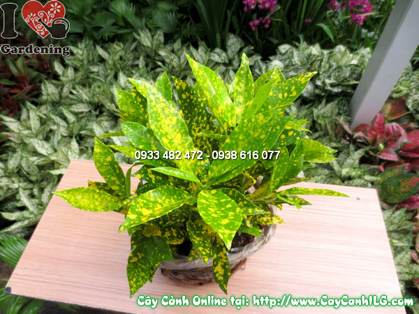cay co tong 30cm