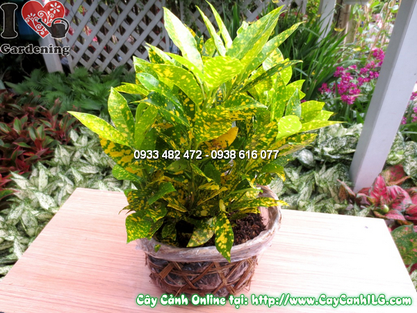 cay co tong 30cm