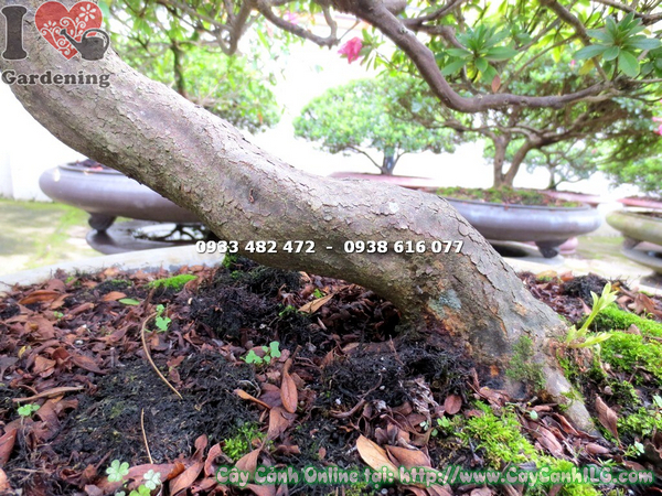 cay do quyen bonsai dep cao 70cm