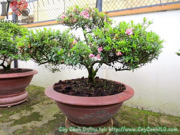 cay do quyen bonsai hoa hong kep cao 60cm