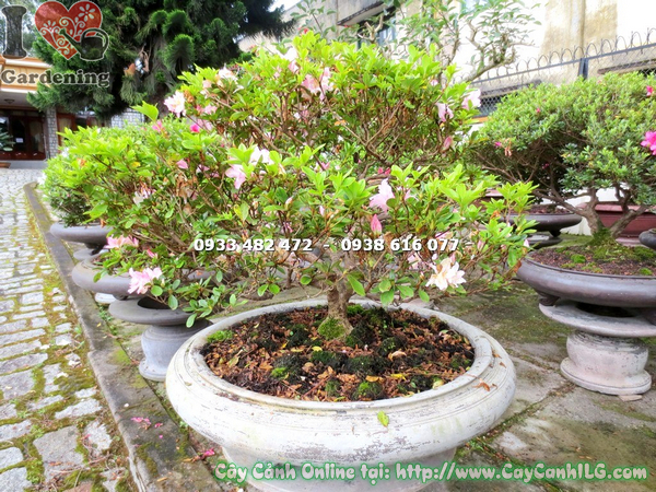 cay do quyen bonsai hoa hong phan 60cm