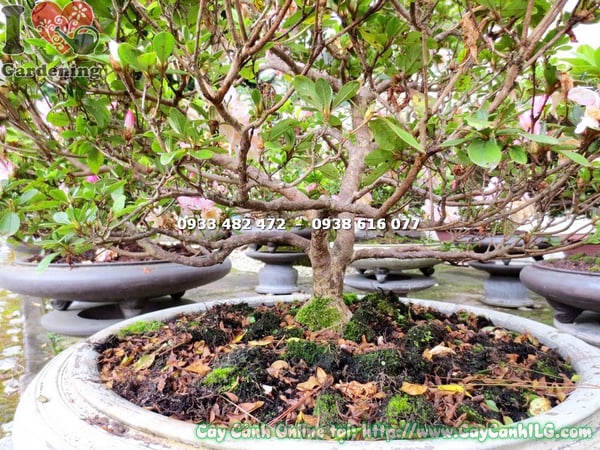 cay do quyen bonsai hoa hong phan 60cm