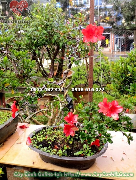cay do quyen hoa do mini bonsai cao 35cm 