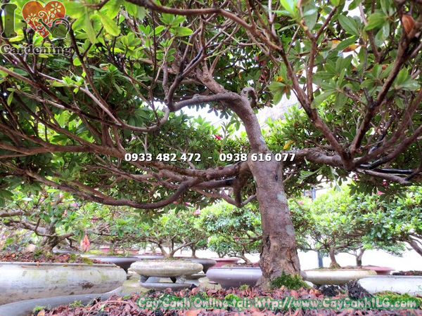 cay do quyen hoa hong do bonsai cao 65cm