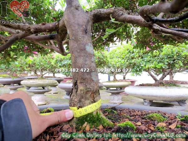 cay do quyen hoa hong do bonsai cao 65cm