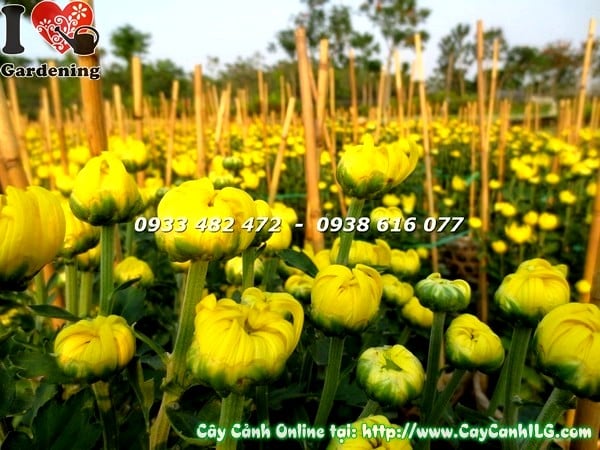 cay hoa cuc dai doa