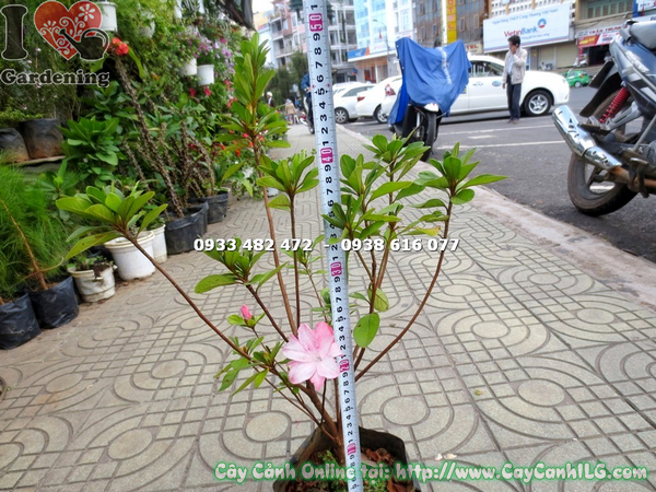 cay hoa do quyen hong phan giong cao 50cm