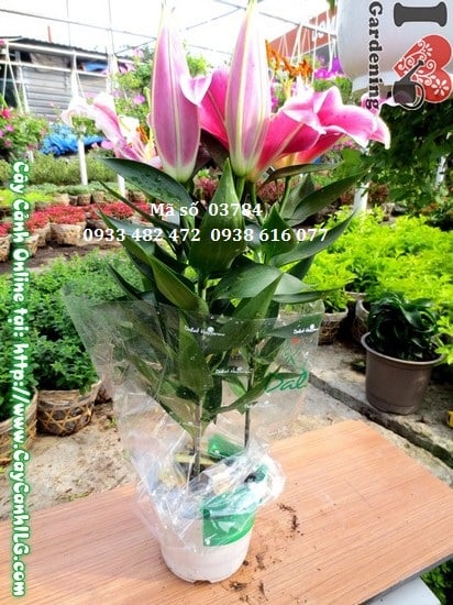 Cây Hoa Ly (Cao 45cm – Ms: 03784) – Vườn ươm cây hoa cảnh ILG