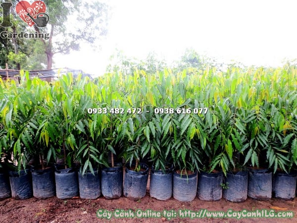 cay hoang nam cao 1m