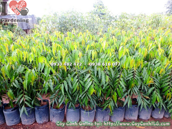 cay hoang nam cao 1m