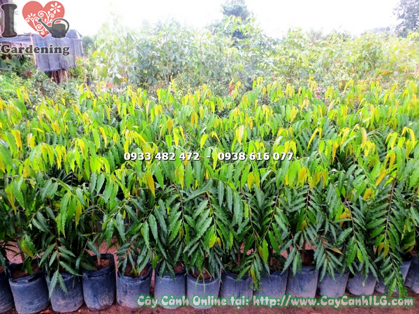 cay hoang nam cao 1m