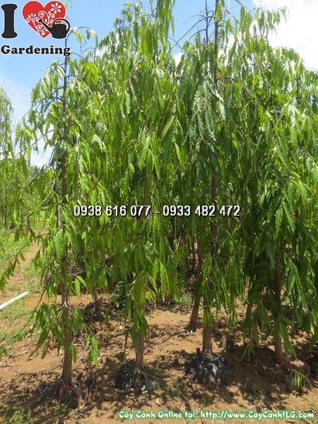 cay hoang nam cao 3m