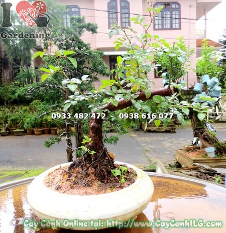 cay hong leo bonsai cao 30cm 