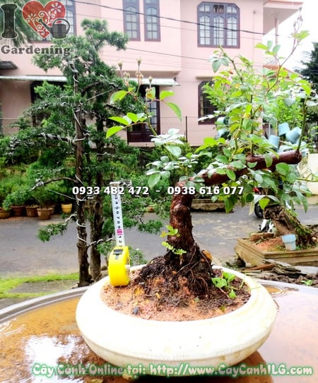 cay hong leo bonsai cao 30cm 