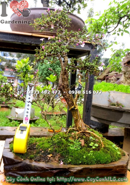 cay hong loan mai bonsai cao 30cm 